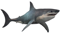 megladon.jpg